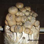 Центр экологических программ, Мицелий грибов мраморных опят